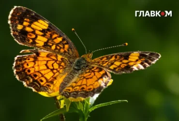В Україні тепла неділя без дощів: погода на 20 вересня 2026 року
