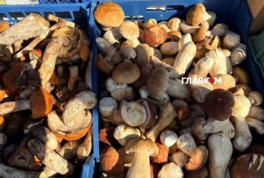 У Києві 22-27 вересня відбудуться продуктові ярмарки: адреси