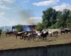 Удар РФ залишив без кормів понад 200 коней на Харківщині