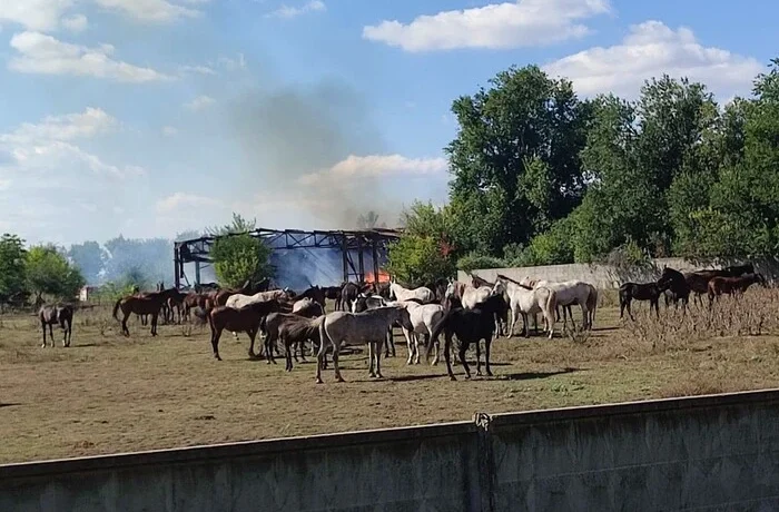 Удар РФ залишив без кормів понад 200 коней на Харківщині