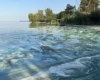 Чому в Україні цвіте вода: екологиня назвала головну причину