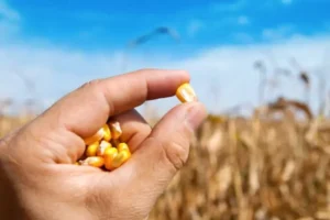 Українське зерно дешевшає, світове – дорожчає: як за тиждень змінилися ціни на ринку