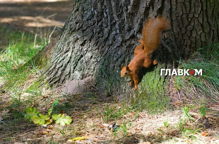 Значні дощі на півночі та різке похолодання: погода на 22 вересня 2026