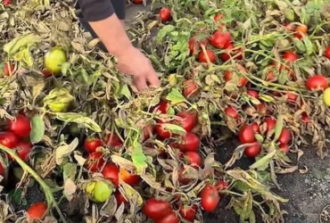 Тонни помідорів гниють у полі: окупанти знищили підприємство, яке приймало врожай