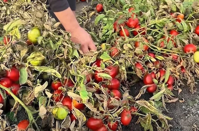 Тонни помідорів гниють у полі: окупанти знищили підприємство, яке приймало врожай