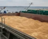 Влада Латвії взялася перевіряти походження зерна через дії Росії в Україні