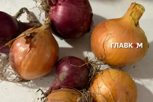 Цибуля по 3 грн, врожай гниє у полі: фермери попереджають про дефіцит овочів наступного року