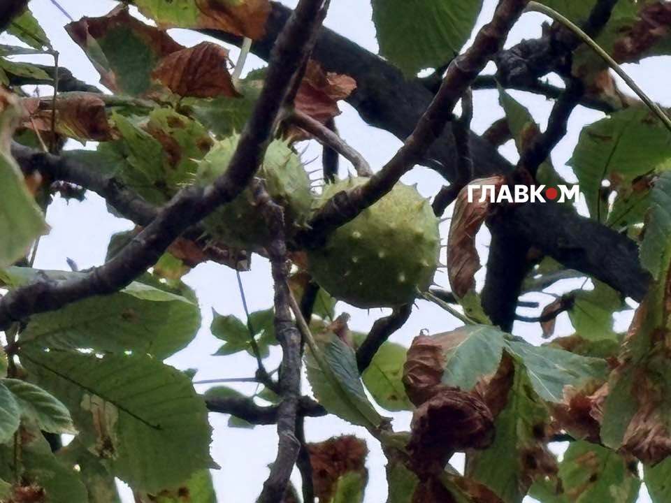 Ще у першій половині серпня окремі каштани у Києві мали підсохле пошкоджене листя