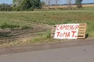 Як врятувати врожай помідорів та стати зіркою TikTok: приклад фермера з Полтавщини
