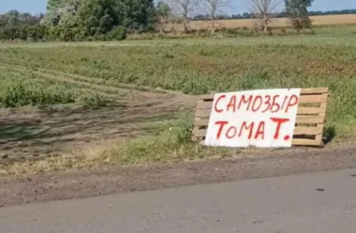 Як врятувати врожай помідорів та стати зіркою TikTok: приклад фермера з Полтавщини