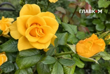В Україні сухо та тепло, на заході вранці туман: погода на 16 вересня 2026