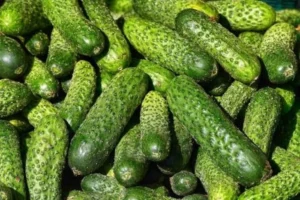 В Україні стрімко зростають ціни на тепличні огірки