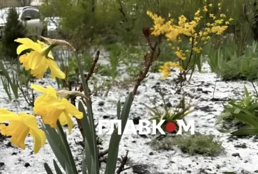 Україну накриють заморозки: синоптики назвали дату
