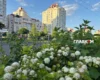 Майже +40°С та чотири рекорди: чим здивувало літо-2026 у Києві