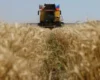 Зерновий експорт Росії обвалився до багаторічного мінімуму