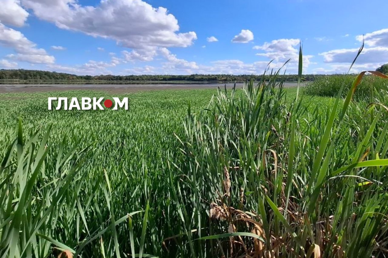 Екологічна катастрофа на Київщині. Влада б'є на сполох через обміління озера Великий Супій фото 1