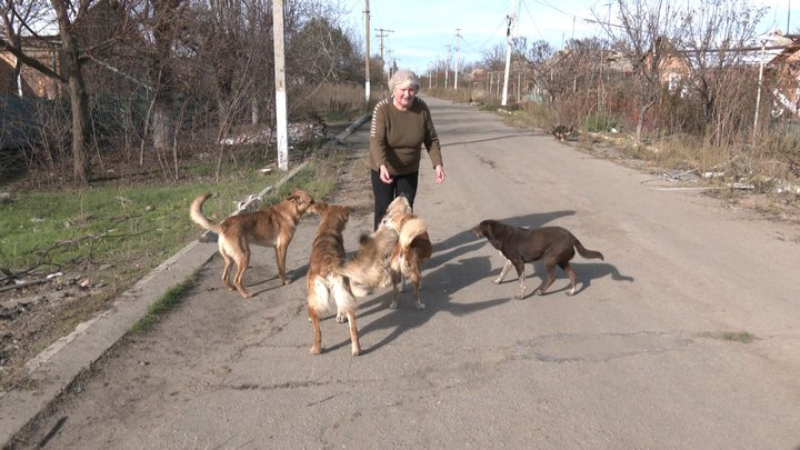 Собаки, за якими доглядали Любов та Юрій Лисенки.