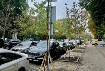 «Київзеленбуд» замінив загиблі платани на Прорізній: що посадили натомість