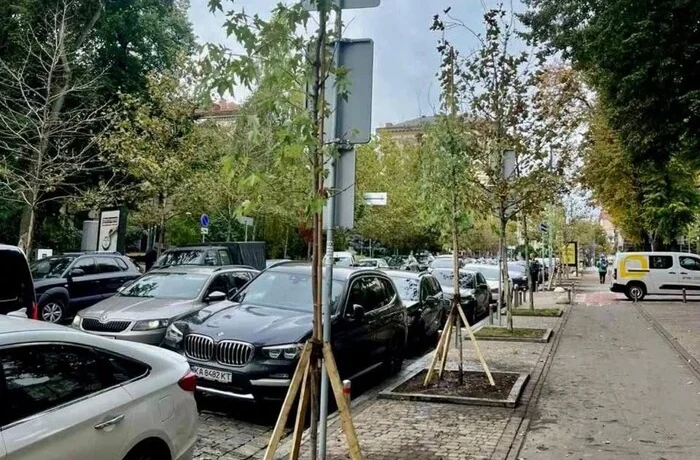 «Київзеленбуд» замінив загиблі платани на Прорізній: що посадили натомість