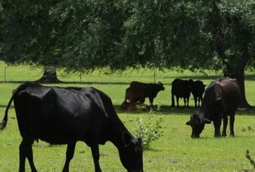 Франція зафіксувала перший у світі випадок вірусу Шамонда в людини