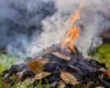 Спалювання листя в Києві: чому це небезпечно та які штрафи