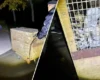 Тигриця втекла із клітки у Миколаєві: зоопарк звернувся до жителів міста