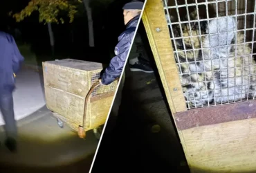 Тигриця втекла із клітки у Миколаєві: зоопарк звернувся до жителів міста