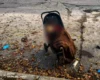 РФ вдарила по парку на Харківщині: загинули дві жінки та немовля, серед поранених – семеро дітей