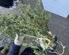 У Києві затримано чоловіка, який збував канабіс під виглядом побутових товарів
