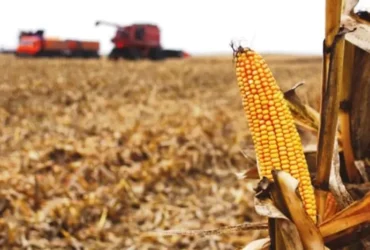 На Черкащині кукурудза зимуватиме в полі: чому аграрії відкладають збирання врожаю