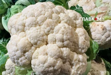 Продуктові ярмарки у Києві 27 жовтня – 1 листопада: за якими адресами можна зробити покупки