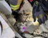 Пʼять днів під завалами. Рятувальники знайшли живого кота серед руїн будинку в Словʼянську (відео)