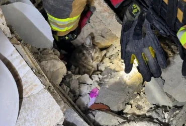 Пʼять днів під завалами. Рятувальники знайшли живого кота серед руїн будинку в Словʼянську (відео)