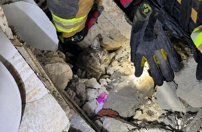 Пʼять днів під завалами. Рятувальники знайшли живого кота серед руїн будинку в Словʼянську (відео)