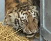 У Миколаєві з вольєра зоопарку втекла амурська тигриця
