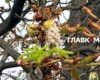 Захист каштанів від молі: петиція до Київради набрала необхідні голоси