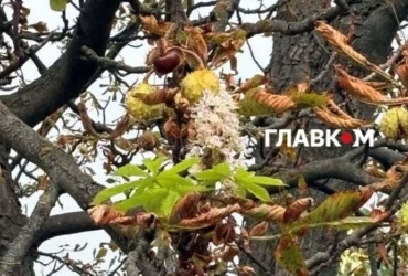 Захист каштанів від молі: петиція до Київради набрала необхідні голоси