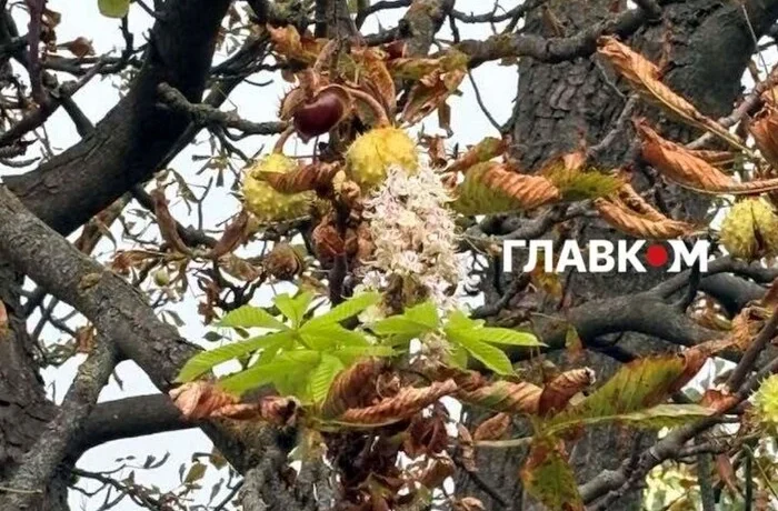 Захист каштанів від молі: петиція до Київради набрала необхідні голоси