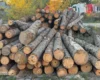 «Зелений щит». Правоохоронці розпочали масштабну спецоперацію у лісовій галузі