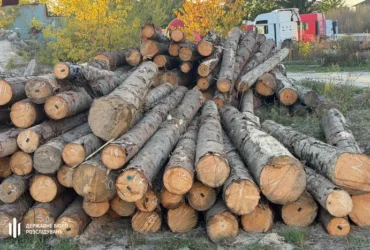 «Зелений щит». Правоохоронці розпочали масштабну спецоперацію у лісовій галузі