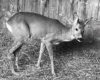 Косуля померла після кількох днів мук у зоопарку Буковеля – UAnimals