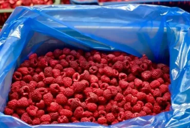 Дефіцит у Європі грає на руку. Експорт популярної ягоди приніс Україні майже €30 млн