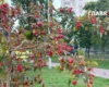 Метеорологічна осінь до Києва прийшла із запізненням: підсумки вересневих аномалій