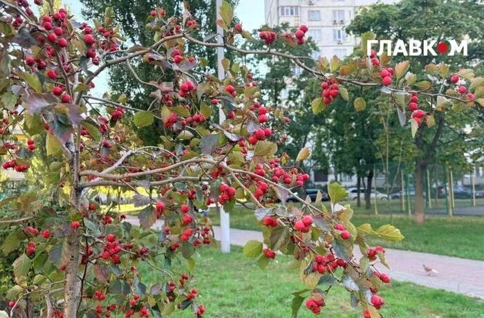 Метеорологічна осінь до Києва прийшла із запізненням: підсумки вересневих аномалій