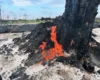 У Чорнобильському заповіднику з’явився гриб, який відновлює життя на згарищах (фото)