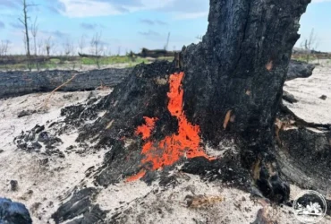 У Чорнобильському заповіднику з’явився гриб, який відновлює життя на згарищах (фото)