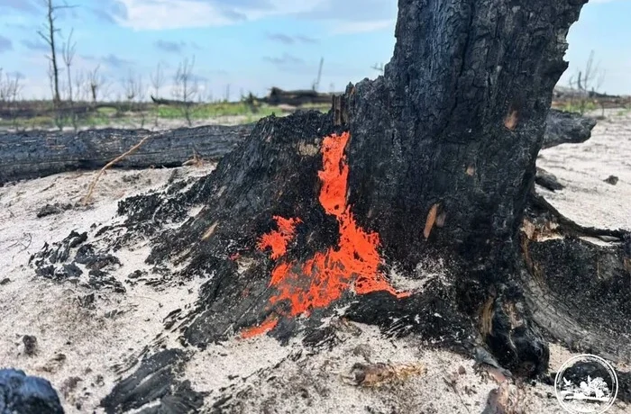 У Чорнобильському заповіднику з’явився гриб, який відновлює життя на згарищах (фото)