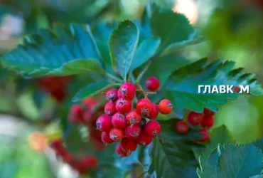 Холодний четвер з дощами та заморозками: погода на 15 жовтня 2026 року