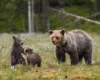 Росія зіткнулася з навалою ведмедів: хижаки дісталися околиць Москви