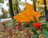 В Україні до 12° і дощі у більшості областей: погода на 31 жовтня 2026 року
